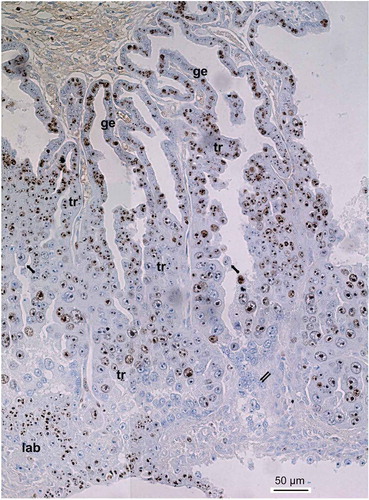 Figure 1. Ki-67 immunostaining of the silver fox placenta at the 21st day of pregnancy. Glandular uterine epithelium (ge) shows high level of Ki-67 immunostaining whereas trabecular trophoblast (tr) shows a variety of Ki-67 immunostaining that depends, in particular, on the area and size of nuclei. Decrease of immunostaining is observed at the zone of cell detachment of trabeculae (arrows) and peaks in the zone of trophoblast cell destruction (double arrows), although some populations of intensively Ki-67-immunolabelled cells are found in this zone. At the bottom small nuclei of the developing labyrinth (lab) show high Ki-67 immunolabeling.