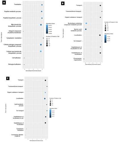 Figure 4. The top 10 enriched gene set enrichments for (A) cisplatin-treated, (B) paclitaxel treated and (C) combination-treated groups. Nodes are colored according to the level of significance for the enrichment and sized according to the percentage of observed proteins associated with the corresponding term that were deregulated. Note: a gene set overlapping with those sets included in the recently added COVID-19 database resulted in COVID-19 as an output and does not necessarily correspond to sample contamination.