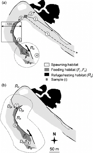 Figure 2. Spatial variables calculated at two scales. (a) At the sample (i) scale: 1– distance to upstream weir (Distup), 2– distance to the nearest patch of spawning/resting/feeding habitat (DistS, DistR, DistF), 3– proportion of resting (or feeding) habitat in a 120 m square window (PrSR, PrSF) around the sample, 4– proximity index to patches of resting (or feeding) habitat (PxSR, PxSF), Dis is the minimal distance between sample (i) and the patch of resting (or feeding) habitat. (b) At the feeding habitat patch (Fj) scale: 5– patch area (AreaF), 6– proximity index to patches of feeding habitat (PxFF, search distance = 60 m), 7– proximity index to patches of resting habitat (PxFR, search distance = 60 m), Djs is the edge-to-edge longitudinal distance between habitat patches. See Table 1 for formula.