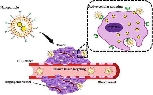 Figure 2. Illustration of the passive and active tumor targeting by nanoparticle (Created with BioRender).