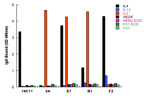 Figure 3. Dual specificity of the selected variants of hu19C11 as IgG. Antigen binding specificity of selected variants of hu19C11 was assessed as binding of these variants in human IgG1 format at 250nM to target antigen(s) or several irrelevant proteins coated on ELISA wells with detection by anti-Fc antibody HRP conjugates.