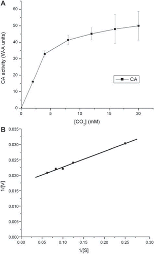 Figure 6. (A) Plot illustrating the Michaelis-Menten equation for CA in free form. The curve was obtained by increasing the substrate concentration until a stable rate of CO2 hydration was obtained. (B) Lineweaver-Burk plot for CA in free form. The curve was obtained by taking the reciprocal of the substrate and the rate of enzyme activity.