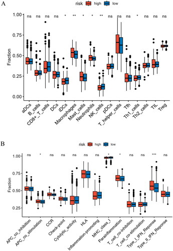 Figure 8. Analysis of immune cell abundance and immune function in high- and low-risk groups. (A) Expression levels of immune cells in two groups. (B) Levels of immune function in two groups. *indicates P < 0.05; **indicates P < 0.01; ***indicates P < 0.001; ns indicates P > 0.05.