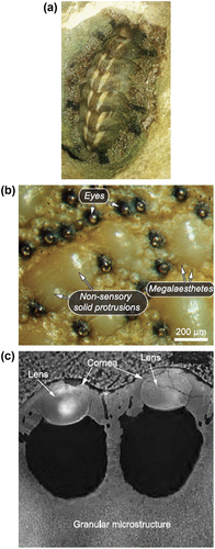 Figure 16. (a) Photograph of A. granulata, (b) Light micrograph of the shell showing sensory and non-sensory regions, (c) Polarized light micrograph of a polished cross section containing two eyes. Scale 20 μm. Source: Li et al. 2015, reproduced with permission from Science.