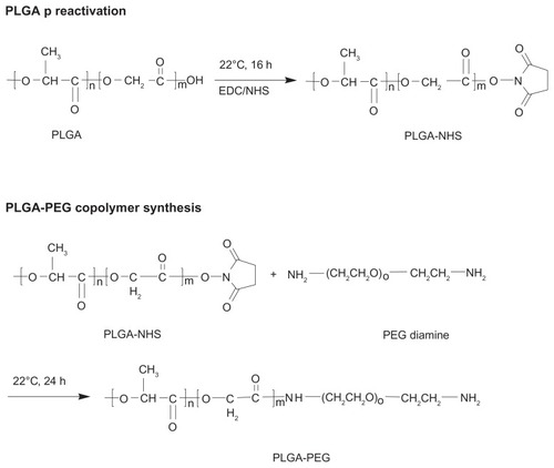 Scheme 1 Synthesis of amphiphilic PLGA-PEG copolymer bearing amino-active end group.Abbreviation: PLGA-PEG, poly(D,L-lactide-co-glycolide)-poly(ethylene glycol).