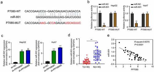 Figure 3. LncRNA PP7080 regulates HCC by targeting miR-601