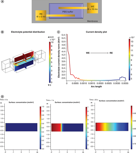 Figure 3. COMSOL Multiphysics® simulations.(A) Electrode schematic depicting conditions for COMSOL simulations. (B) Multislice 3D graph depicting electrolyte potential distribution. (C) 1D line plot illustrating the current density distribution from WE to RE. (D) Simulation for wicking of solute over porous membrane at 0, 1 and 20 s.RE: Reference electrode; WE: Working electrode.