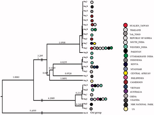 Figure 1. Bayesian phylogenetic tree constructed in BEAST software and Danaus petilia as the outgroup.