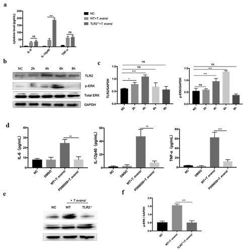 Figure 3. T. evansi promoted inflammatory cytokines secretion via TLR2-mediated ERK pathway. (a) WT/TLR2−/- mouse BMDMs were stimulated with T. evansi for 12 h. The cytokines secretion levels were analyzed by ELISA. (b, c) WT BMDMs were stimulated with T. evansi, the levels of phosphorylation of ERK were analyzed by Western blot. (d) WT mouse BMDMs were stimulated with T. evansi after pretreated with inhibitor of ERK (PD98059; 40 µM) for 60 min. The amount of cytokines secretion was detected by ELISA. (e, f) WT/TLR2−/- BMDMs were stimulated with T. evansi for 6 h, then the p-ERK expression was determined by immunoblot and densitometric analysis. Bars represent the mean ± SEM from three independent experiments. *, P < 0.05; **, P < 0.01; ***, P < 0.001; ns, not significant, for the WT group versus the TLR2−/- group, or negative control group versus experimental group, or ERK inhibitor stimulation group versus WT stimulation group