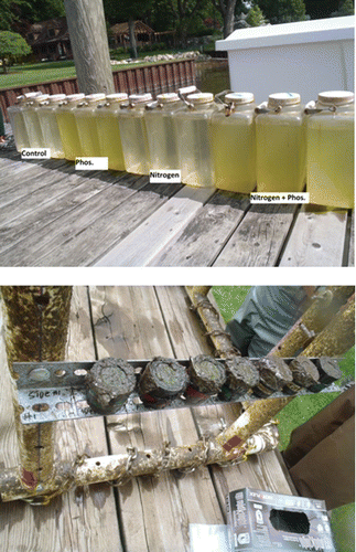 Figure 2. Algal response to nutrient treatments. Top: Phytoplankton growth at the end of incubation, in order from left to right (n = 3 per treatment): control; +P; +N; and + N+P. Bottom: NDS showing periphyton growth at the end of incubation.