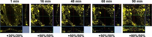 Figure 11 Temporal distribution of QDs applied on HUVECs at 4°C.Notes: The numbers below the confocal images refer to brightness and contrast values used to visualize the QD fluorescence signals. The cell contour (clearer in side panels) was clear, and QDs gradually dispersed. Image sizes =54×54×16 µm3.Abbreviations: QD, quantum dot; HUVEC, human umbilical vein endothelial cell.