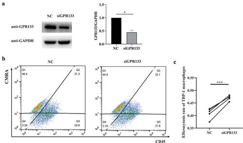 Figure 8. Knockdown of GPR133 in THP-1-derived macrophages increased the percentage of phagocytosis of apoptosis-induced HTR-8/SVneo cells. (a) THP-1 macrophages were treated with NC or GPR133 siRNA for 48 h. The expression levels of GPR133 were examined via western blotting. Densitometric quantification is shown. The statistical data were analysed by Student’s t test. The data are presented as the means ± SEMs. **p < 0.05. (b) THP-1 macrophages were treated with or without GPR133 siRNA for 48 h and then incubated with apoptotic HTR-8/SVneo cells stained with the CMRA probe for 120 min. A FCM assay was performed to analyse the efferocytosis rate in THP-1 macrophages stained with CD45. The efficiency of the phagocytosis was calculated as follows: (CMRA+CD45+ macrophages/CD45+ macrophages) ×100%. (c) The statistical data were analysed by two-sided paired Student’s t tests. *p < 0.001.
