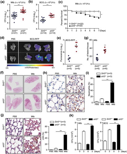 Figure 1. SIRT3 is essential for antimicrobial responses against mycobacterial infection in vivo and in vitro. (a-g) Sirt3+/+ and sirt3−/- mice were infected intranasally with various CFU of Mtb (3 × 104 CFU) or BCG (2 × 106 CFU), and monitored at 7 days post infection (dpi). (a and b) log pulmonary CFU (n = 21 for A; n = 14 for b per group). (c) Survival (n = 22, per group). (d and e) In vivo imaging of BCG-RFP-infected lungs from Sirt3+/+ and sirt3−/- mice. Mice (n = 5 each group) were infected intranasally with BCG-RFP (2 × 106 CFU) for 7 dpi prior to sacrifice. (d) Representative in vivo imaging of bacterial fluorescence in representative mice. (e) Quantitative analysis of signal intensity in the infected lungs was assessed by measuring the total photon flux. (f) Lung histopathology by h&e staining of Sirt3+/+ and sirt3−/- mice infected with Mtb for 7 days. Scale bars: 3 mm. (g) The number of granulomatous lesions in lungs of Sirt3+/+ and sirt3−/- mice infected with Mtb for 7 days. (h and i) Neutrophil counts in lung tissues (Representative images for h, Scale bars: 60 µm; numbers of infiltrating neutrophils counted from 10 random fields for I) of Sirt3+/+ and sirt3−/- mice infected with Mtb for 7 days (3 × 104 CFU). (j) Positive immunoreaction for localization of LDH, as an indicator of necrosis, in lung tissues (Representative images for left, Scale bars: 60 µm; numbers of LDH counted from 10 random fields for right) of Sirt3+/+ and sirt3−/- mice infected with Mtb for 7 days (3 × 104 CFU). (k) Intracellular survival of Mtb assessed by CFU assay. Sirt3+/+ and sirt3−/- BMDMs were infected with Mtb (MOI = 1, for left) or BCG (MOI = 10, for right) for 4 h, and then lysed to determine intracellular bacterial loads at 0 and 3 dpi. *P < 0.05, **P < 0.01, ***P < 0.001. Mann-Whitney U test (a, b, e, and g), log-rank (Mantel-Cox) test (c) or Two-way ANOVA (i-k). Data are the combined results from three or four independent experiments (a-c), representative of three independent experiments (d, f, h and j left), and values represent means (± SEM) from three or four independent experiments performed in triplicate (e, g, i, j right, and k).