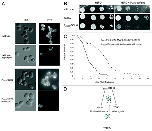 Figure 6. PERG6-OSH6 is sensitive to perturbations of TORC1 signaling. (A) Responses of actin cytoskeleton to rapamycin treatment in wild type and PERG6-OSH6 cells. For rapamycin treatment, early log phase cells were treated with 0.2 μg/ml rapamycin for 30min before staining for actin. (B) Growth of wild type and osh6 mutants on 0.2% caffeine plate. Cells were spotted on YEPD or 0.2% caffeine plate (104, 103, 102, 10 cells/spot from left to right) and incubated at 30°C for 2 d. (C) Replicative lifespan of PERG6- mutants in tor1Δ. The mean lifespan (MLS), median lifespan and sample sizes are indicated. The lifespan of PERG6-OSH6 tor1Δ is significantly shorter than the lifespan of PERG6-OSH5 tor1Δ (p = 0.0001 by either Wilcoxon or t-test). (D) A model for the relationship between Osh6 and vacuole fusion. Overexpression of Osh6 either transports sterols to the vacuolar membrane or retains sterols on the vacuolar membrane (left branch). Moreover, upregulated Osh6 enriches Vac8 and downregulates TORC1 and slows down vacuole scission (right branch). Although other processes and signals for fusion and scission are not changed, the effects of PERG6-OSH6 on sterol and TORC1 result in a pro-fusion equilibrium and extend lifespan.