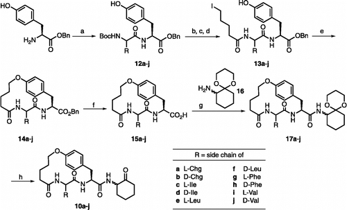 Scheme 1.  Reagents and conditions: (a) Boc-aa-OH, HBTU, DIEA, rt, 2 h (86-99%); (b) TFA/CH2Cl2 (1:2), rt, 30 min; (c) 20% K2CO3, 5-bromopentanoyl chloride, rt, 8 min; (d) NaI, acetone, reflux, 2 h (88-100%); (e) K2CO3, rt, 10 h (50-75%); (f) H2, Pd(OH)2/C, rt, 4 h; (g) 16, HBTU, DIEA, rt, 24 h (60-80%); (h) TFA/H2O (1:2), rt, 12 h (50-65%). Compounds 13c, 13d and 13f were not isolated in pure form, but instead the crude materials were used directly in the next reaction. Compounds 17a-j and 10a-j are 1:1 mixtures of two diastereomers where the stereochemistry of the R substituent is defined, but the stereocenter on the cyclohexane ring is not.