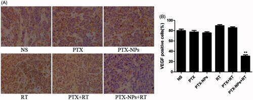 Figure 7. VEGF immunohistochemical staining in tumors. (A) VEGF immunohistochemical images of tumor tissue from mice in various groups. (B) VEGF quantitative analysis in xenografts from mice in various groups. *p < 0.05 and **p < 0.01. Original magnification, ×400.