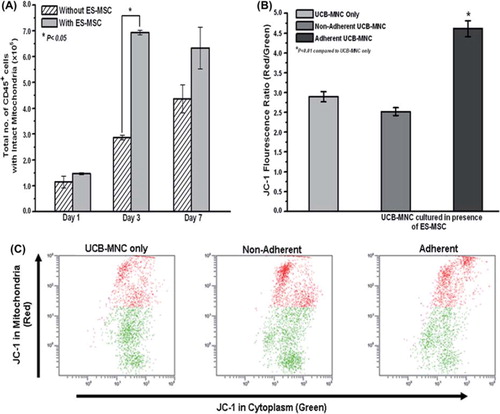 Figure 2. Effect of ES-MSC co-culture on the mitochondrial membrane potential of the UCB-MNC. (A) The mitochondrial membrane potential of UCB-MNC (combined fraction) over a time–course of 7 days, as determined by JC-1 staining. The number of cells with intact mitochondria was calculated from the red fluorescence-positive portion multiplied by the total number of cells (*P < 0.05). (B) JC-1 red to green fluorescence ratio (red fluorescence mean/green fluorescence mean) in the non-adherent and adherent fractions of the UCB-MNC co-cultured with ES-MSC and non-co-cultured UCB-MNC over a 3-day culture period (*P < 0.01). (C) Representative flow cytometer plots of the JC-1 staining performed on the non-adherent and adherent fractions of co-cultured (with ES-MSC) UCB-MNC compared with the non-co-cultured control. Data represent mean ± SEM from three independent experiments.