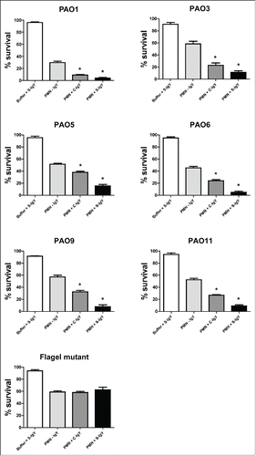 Figure 4. PMN-mediated bacterial killing depicted as the percentage of viable bacteria after 60 minutes of phagocytosis. PMNs were challenged with Pseudomonas aeruginosa vaccine strains (PAO1, PAO3, PAO5, PAO6, PAO9, and PAO11) and a flagella mutant (PAO1172 TTN 183), and the number of viable bacteria was determined by colony counting the next day. Each panel shows the % survival ± SEM of experiments run in duplicates. Significance was tested by one way ANOVA test with * representing comparison with PMN and non-IgY (-IgY) with p value < 0.05