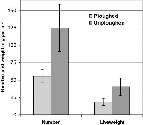 Figure 10. The number and liveweight per m2 of earthworms found in the upper 20 cm of soil in spring 2007 on ploughed and unploughed plots of trial 3. Bars are standard errors.