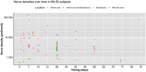 Figure 5. Nerve densities over time in MI(-R) subjects only categorized by tissue sample location. Acute-old and old MI [Citation80] classified as 1 week and >3 months, respectively, the average was taken of all control groups. The average from all timepoints included in the study was taken for the SHAM group as the exact timepoint was not mentioned [Citation85]. When a range of numbers was mentioned, the lowest number was taken.