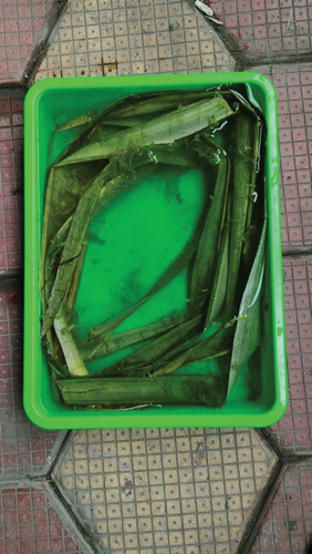 Figure 4. Retting of processed pineapple leaf.