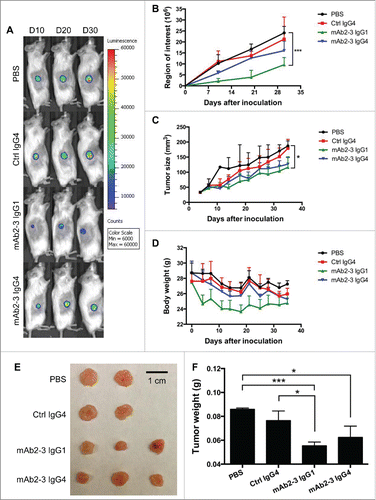 Figure 5. mAb2-3 mediated the tumor growth inhibition in IGROV-1-xenografted mice reconstructed with IGROV-1-primed T cells. (A) NSG mice were inoculated with 2 × 106 luciferazed IGROV-1 tumor cells subcutaneously, injected 4 × 106 IGROV-1-primed T cells intravenously, and treated with anti-CCR4 antibodies. Tumor growth curves of luciferazed IGROV-1 human ovarian carcinoma tumor xenografts in NSG mice were measured. Mice were treated with three mg/kg of control IgG4 (n = 2), mAb2-3 IgG1 (n = 3), and mAb2-3 IgG4 (n = 3) and equal volume of PBS (n = 2). Antibodies were administered intravenously twice a week for five weeks. Mice were imaged using an IVIS imaging system every 10 d Color scale: blue, luminescent signal intensity; red, least intense signal; most intense signal. (B) Luciferase signals of tumor tissues in each group were quantified. (C) Tumor size and (D) body weight in mice treated with antibodies were measured twice a week. (E) Tumor tissue and (F) tumor weight were harvested and measured. Bar scale, 1 cm. *p < 0.05; ***p < 0.005; p value were calculated with two-way ANOVA. All data were shown the means ±S.E.M.