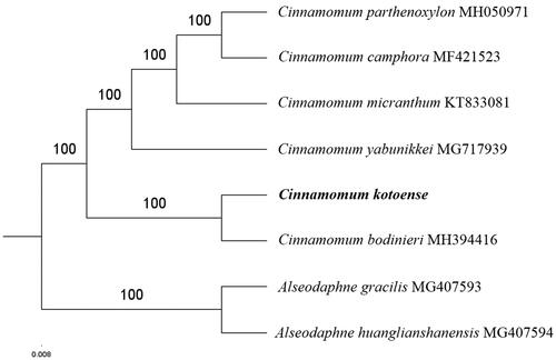Figure 1. The maximum-likelihood tree based on the six chloroplast genomes of Cinnamomum genus. The bootstrap value based on 1000 replicates is shown on each node.