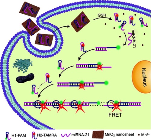 Figure 6 Schematic illustration of the MnO2 NS-mediated intracellular-hybridized chain reaction (HCR) signal amplification system for efficiently detecting miRNA-21 in living HeLa cells. The MnO2 NSs could deliver two types of hairpin DNA probes into the cytosol. Overexpressed glutathione (GSH) in HeLa cells and displacement reactions by other proteins or nucleic acids promoted the decomposition of the MnO2 NSs to release free hairpins, which assembled into double-stranded (dsDNA) polymers upon binding to the target miRNA-21. Subsequently, enhanced FRET signals were produced to realize accurate and sensitive detection. Reprinted with permission from Li J, Li D, Yuan R, Xiang Y. Biodegradable MnO2 nanosheet-mediated signal amplification in living cells enables sensitive detection of down-regulated intracellular MicroRNA. ACS Appl Mater Interfaces. 2017;9(7):5717–5724.Citation111 Copyright 2017 American Chemical Society.