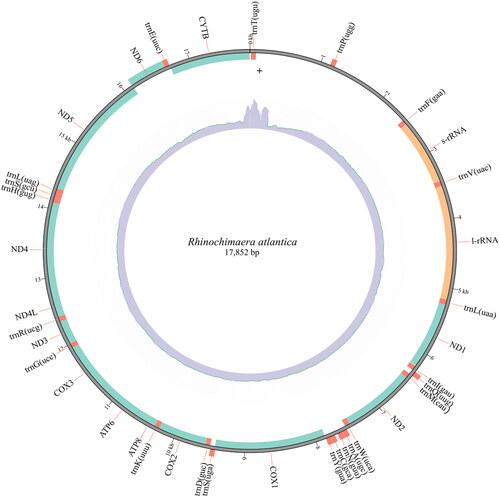 Figure 2. Mitogenome map of Rhinochimaera atlantica with 17,852 bp, 13 protein-coding genes (ND1, ND2, COX1, COX2, ATP8, ATP6, COX3, ND3, ND4L, ND4, ND5, ND6, and CYTB), 22 transfer RNA (beginning by ‘trn’), and two ribosomal RNA genes (s-rRNA and l-rRNA). Nine of these genes (one protein-coding gene (ND6) and eight transfer RNA – trnP(ugg), trnQ(uug), trnA(ugc), trnN(guu), trnC(gca), trnY(gua), trnS(uga), and trnE(uuc)) are in the complementary strand, demonstrated in the outside of the circle. The inner circle represents the coverage plot (blue).