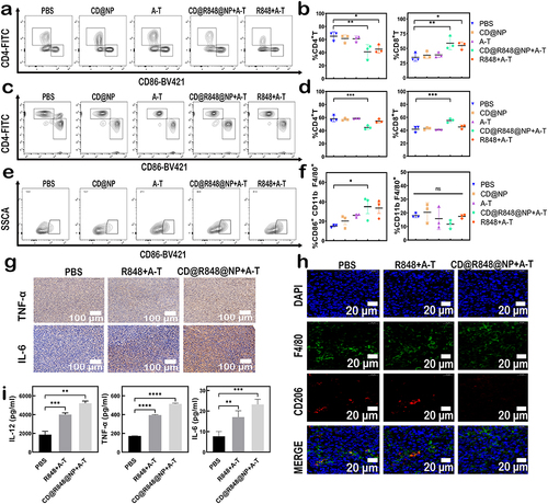 Figure 8 Evaluation of immune cell infiltration: (a) Representative dot plots of CD4+ T cells among CD8+ T cells in the spleens of mice. (b) Percentage of CD4+ T cells among CD8+ T cells in the spleen. The results are presented as the mean ± SD. n =3. (c)Representative dot plots of CD4+ T cells and CD8+ T cells in the blood of mice. (d) Percentage of CD4+ T cells and CD8+ T cells in the blood. The results are presented as the mean ± SD. n =3. (e) TAM expression of CD86, a marker of M1-like macrophages. Representative flow cytometric plot of CD86+ cells among CD11b+ F4/80+ cells. (f) Percentage of CD11b+ F4/80+ CD86+ and CD11b+ F4/80+ cells in the tumor tissues. Data are expressed as mean ± SEM. n =3. (g) Immunohistochemical staining for the tumor tissue, TNF-α, and IL-6 staining images of the tumor tissues. Scale bar: 100 μm. (h) Immunofluorescence staining of CD206 cells (red) in the tumor tissues. Scale bar: 20 μm. (i) TNF-α, IL-6, and IL-12 levels of plasma were tested by ELISA. Differences were considered significant at *p < 0.05, **p < 0.01, ***p < 0.001, and ****p <0.0001 according to one-way analysis of variance (ANOVA) (b, d, and f).