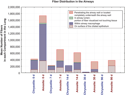 Figure 12.  Distribution of fibers in the airways by subcompartment as a function of time after cessation of exposure for chrysotile fibers and sanded joint compound particles compared to the amosite asbestos exposure group.