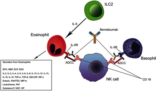 Figure 1 Benralizumab mechanism of action overview.
