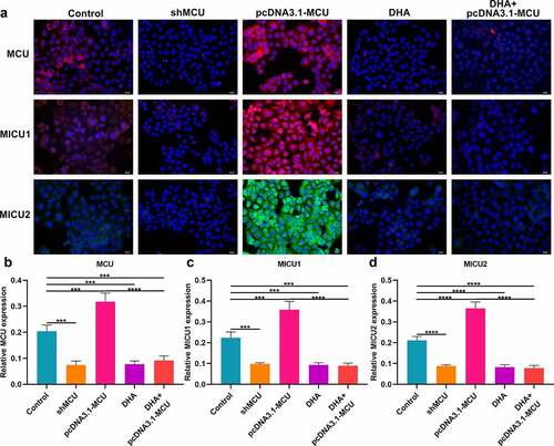 Figure 5. Immunofluorescence for detecting the expression of MCU, MICU1 and MICU2 proteins in OSCC cells. (a) Representative images of immunofluorescence of MCU, MICU1 and MICU2 proteins in OSCC cells following treatment with shMCU, pcDNA3.1-MCU or DHA. (b–d) Quantification results of the expression of (b) MCU; (c) MICU1; and (d) MICU2 in OSCC cells following treatment with shMCU, pcDNA3.1-MCU or DHA. Bar = 20 μm. ***p < 0.001; ****p < 0.0001.