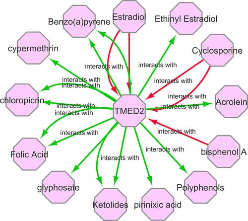Figure 10 A gene–drug interaction network of TMED2 targeted drugs from CTD. Red arrows show chemotherapeutic drugs that can increase TMED2 expression while green arrows highlight chemotherapeutic drugs that can decrease TMED2 expression. The numbers of arrows between each interaction represent the supported numbers of studies.