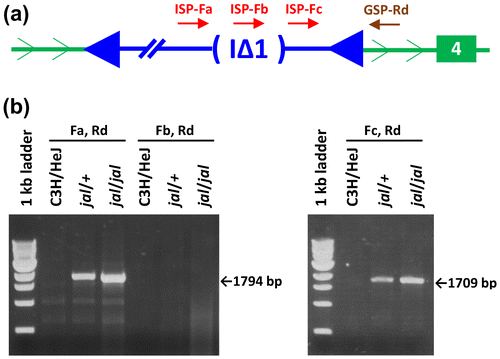 Figure 5. Characterization of the IAP subtype associated with the Gata3jal insertion. (a) The relative location of the ISP-Fa, -Fb, -Fc and GSP-Rd annealing sites are shown. Note that each of these primer sequences is displayed in Supplementary Figure S1. (b) The ISP-Fa, GSP-Rd primer pair should produce a jal-specific amplimer only if the 1.9 kb gag-pol deletion characteristic of IAP elements of the I∆1 subtype should position primer-annealing sites for -Fa and -Rd near one another, similar to the ISP-Fc to GSP-Rd distance. The I∆1 deletion should remove the annealing site for ISP-Fb, so a deleted IAP template is not expected to produce an amplimer with the -Fb, -Rd pair. The -Fa and -Rd pair directed the amplification of a 1,794 bp product from jal templates, only 85 bp longer than the 1,709 bp jal-specific product yielded by the -Fc, -Rd primer pair, suggesting that the Gata3jal-associated IAP is of the I∆1 subtype. The full DNA sequence of the jal-specific, -Fa to -Rd amplimer (which includes the I∆1 deletion breakpoints in the Gata3jal-associated IAP insertion) is shown in Supplementary Figure S1.