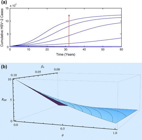 Figure 3. (a) The influence of βp on cumulative HSV-2 cases over a period of 60 years, with βp varying from 0 to 1 with a step size of 0.2 and the rest of the parameters being fixed on their baseline values from Table 1. The direction of the arrow shows an increase in βp. (b) The effects of the effective contact rate for HSV-2 infection βh and the sexting quitting rate ϕ on RHP.