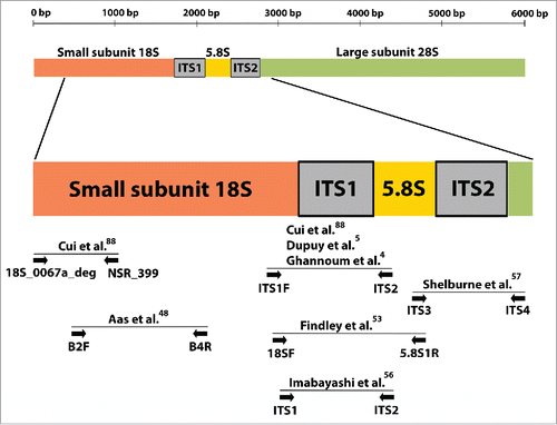 Figure 1. Schematic diagram of the nuclear ribosomal repeat unit in fungi. This region includes the 18S, 5.8S and 28S rRNA genes and the internal transcribed spacers (ITS) 1 and 2. Sites of universal primers used by molecular surveys of the oral mycobiome and by one landmark skin mycobiome study are indicated by arrows. As seen in the Figure, studies commonly rely on ITS1 amplification.