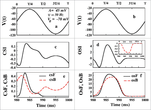 Figure 11. Flux analysis at NESS in oscillating voltage protocol. In (A) and (B) the NESS voltage variation for a cycle has been plotted. In (C) and (D) CSI and OSI have been plotted. The inset shows the ionic current at NESS. It shows that the first T/8 time is electrically silent. In (E) CsF and CsB and in (F) OsF and OsB have been shown.
