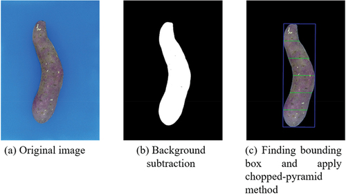 Figure 8. An example of image-processing steps: (a) Original image; (b) background subtraction; and (c) bounding box and slices used to calculate volume.