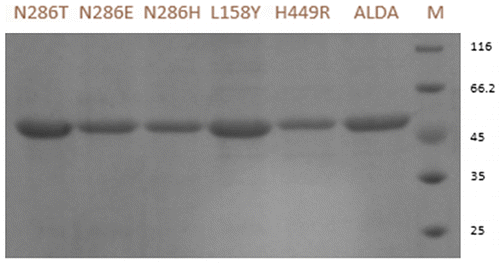 Fig. 2. Sodium dodecyl sulfate polyacrylamide gel electrophoresis analysis of ALDA and mutants. M protein markers with indicated molecular mass (kDa) indicated alongside. ALDA wild-type ALDA, H449R mutants H449R, L158Y mutantsL158Y, N286H mutants N286H, N286E mutants N286E, N286T mutants N286T.