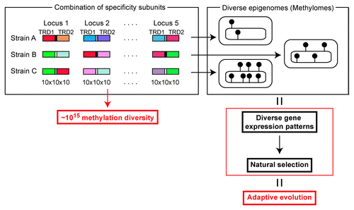 Figure 3. Epigenetics-driven adaptive evolution, a hypothesis. Movements of target DNA recognition domains generate a wide diversity in sequence specificity in a DNA methyltransferase at one locus. Combination of DNA methyltransferases of multiple loci results in huge overall diversity in DNA sequences to be methylated. If one locus can show 1000 DNA sequence specificities, five such loci would generate 1015 specificities in DNA methylation. One genome sequence may take one of a huge number of epigenome states differing in DNA methylation pattern. Each of these epigenomes (methylomes) may define a specific pattern of global gene expression and a specific set of phenotypic traits. The diverse epigenomes may be the target of natural selection in adaptive evolution. See text for evidence and further detail.
