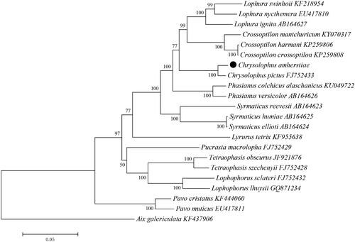 Figure 5. Maximum-likelihood (ML) phylogenetic tree constructed based on complete mitochondrial genomes from 21 species of 10 genera of Phasianidae. Numbers at the branches indicated the bootstrapping values with 10,000 replications. Filled circle represented a sequence from this study.