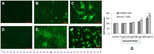 Figure 3 DCF Fluorescence intensity of CHANG and HuH-7 cells after exposure to NPs for 24 hr (A) Control CHANG cells (B) CHANG cells at 40 µg/mL gAgNPs exposure (C) CHANG cells at 100 µg/mL gAgNPs exposure (D) Control HuH-7 cells (E) HuH-7 cells at 40 µg/mL gAgNPs exposure (F) HuH-7 cells at 100 µg/mL gAgNPs exposure (G) % ROS generation due to NPs exposure to cells. Each value represents the mean ±SE of three experiments. *p< 0.05 and **p< 0.01vs. control. Scale bar is 200 µm.