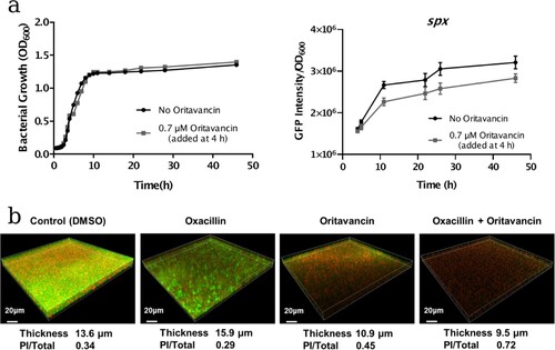 Figure 4. Effects of oritavancin on spx expression and oxacillin susceptibility of USA300 in mature biofilms. (a) The effect of oritavancin on spx expression was detected with spx promoter-GFP reporter assay: the USA300-Pspx strain was cultivated to mid-log phase (4 h, OD600 ∼0.6), then oritavancin was added to a final concentration of 0.7 μM. The cell densities and GFP fluorescence intensities were monitored at different time points during cultivation. no antibiotic treated culture was used as a control. The spx expression is indicated with the intensity of GFP fluorescence normalized with OD600 value. (b) Biofilms of the MRSA USA300 strain TCH1516 were grown in fluorodishes at 37°C for 24 h. Afterwards, the planktonic cells were removed and fresh TSB containing 0.1% DMSO (control), 32 mg/L oxacillin, 3.1 μM oritavancin, or 32 mg/L oxacillin plus 3.1 μM oritavancin was added and incubated at 37°C for another 24 h. The mature biofilms were stained with SYTO9 and propidium iodide (PI) and observed under a Leica TCS SP8 CLSM with a 63× 1.4-NA oil-immersion objective. The viable cells were stained with green fluorescence while the dead cells with red fluorescence. Images of three-dimensional biofilm structure were constructed using IMARIS 9.0 software and the thicknesses of the biofilms were shown. The fluorescence intensities of SYTO9 and PI were determined by using Image J software, and ratio of PI/Total (PI + SYTO9) were calculated.