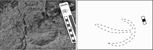 Figure 12 Uhangrichnus isp. Large track attributable to this ichnogenus still in outcrop.