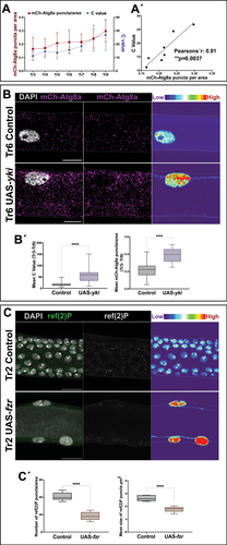 Figure 2. Correlation between autophagy and polyploidy. (A) Mean value of mCh-Atg8a puncta along polyploid metameres (Tr3-Tr9) and mean value for the number of endocycles in the cells of the same metameres. n = 3–7 cells per metamere, 9 individuals. Error bars represent SD of means. (A´) Correlation chart of mCh-Atg8a puncta and C value of polyploid cells along the DT. A positive linear correlation is revealed with high mCh-Atg8a levels associated with elevated polyploidy (Pearson’s r = 0.91, **p = 0.0037). (B) Ectopic expression of yki results in an increase of endocycles and mCh-Atg8a puncta per area. Magnification of metamere Tr6 of L3 larvae in mCh-Atg8a;btlGal4 (control) and mCh-Atg8a;btlGal4>UAS-yki. mCh-Atg8a in magenta and cell nuclei are labeled with DAPI, in white. Thermal scale represents pixel intensities in sum projections for the DAPI channel. Scale bars: 20 μm. (B´) Box plots for the summary of C values (left chart) and mean values of mCh-Atg8a puncta/area (right chart) in Tr3-Tr9 of control and mCh-Atg8a;btlGal4>UAS-yki (alpha set at 0.05. ****p < 0.0001, Unpaired t-test, Welch’s correction) n = 6 individuals per group. Error bars represent SD of means. (C) Switch from diploidy to polyploidy results in increase of autophagy levels as monitored by ref(2)P antibody. Magnification of Tr2 metameres from L3 larvae of btlGal4 (control) and btlGal4>UAS-fzr; ref(2)P in green and cell nuclei are labeled with DAPI, in white. In the second panels, ref(2)P is shown in a single white channel. Thermal scale pseudo color represents pixel intensities in sum projections for the DAPI channel. Scale bars: 20 μm. (C´) Box plots for the number per area (left chart) and the average size (right chart) of ref(2)P puncta in btlGal4 (control) and btlGal4>UAS-fzr (alpha set at 0.05. ****p < 0.0001, two tailed Unpaired t-test, Welch’s correction) n = 5 individuals per group. Error bars represent SD of means.