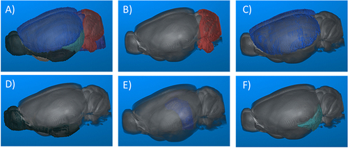 Figure 6 Segmentation of brain areas for Matlab analysis using regions of interest (ROIs). (A) Image that shows the entire region that encompasses the brain. B to F correspond to areas of the brain segmented for individual analysis by ROIs. (B) Cerebellum. (C) Isocortex. (D) Olfactory zone. (E) Hippocampus. (F) Entorhinal area. This 3D reconstruction of the mouse brain was made using the atlas available on the Allen Institute page and then processing the images with Matlab.