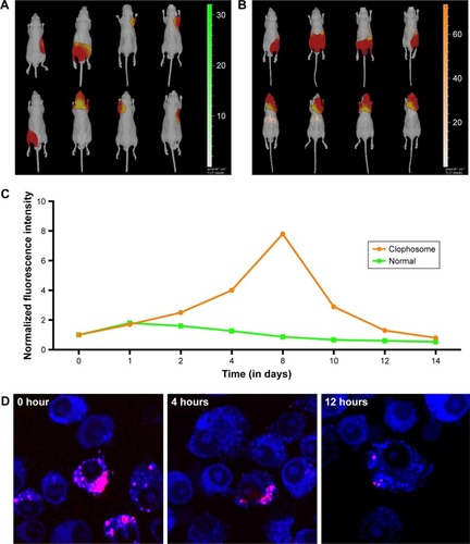 Figure 2 Distribution and biodegradation of DATS-MIONs.Notes: (A) Biodistribution of DATS-MIONs in mice as visualized by bioluminescence imaging. (B) Biodistribution of DATS-MIONs in Clophosome-treated mice as visualized by bioluminescence imaging. (C) Time course assessment of DATS-MION degradation in untreated (green) and Clophosome-treated (orange) mice. (D) The degradative process of DATS-MIONs induced by Kupffer cells in vitro.Abbreviations: DATS, diallyl trisulfide; MIONs, mesoporous iron oxide nanoparticles.