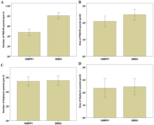 Figure 4. Synaptic PSD and Gephyrin protein levels in pyramidal neurons cultured in vitro. (A) In the ErbB4–/– group, there was no significant change in PSD95 and Gephyrin protein levels (p > 0.05); (B) AG1487 and PD158780 downregulated neuronal PSD95 and Gephyrin protein levels (p < 0.05); (C) After 1NMPP1 treatment, PSD95 protein levels decreased (p < 0.05), while Gephyrin protein levels did not change (p > 0.05).