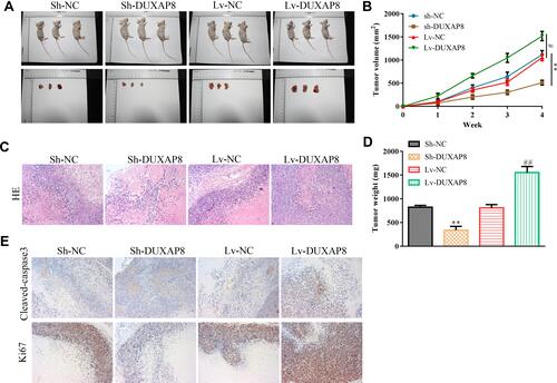 Figure 4 Duxap8 facilitates cell growth of colorectal cancer in vivo. (A) Images of xenografts were presented. (B) The growth curve of tumors. (C) HE analysis of colorectal cancer tissues. (D) Tumor weights. (E) IHC analysis of Ki67 and Cleaved-caspase-3. **P < 0.01 vs Sh-NC group. #P < 0.05, ##P < 0.01 vs Lv-NC group.